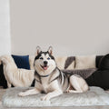 Royale Orthopedic Memory-Foam Dog Bed