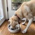 Slow Feeder Dog Bowl