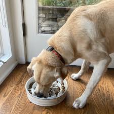 Slow Feeder Dog Bowl